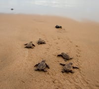 Turtles.jpg Turtles.jpg