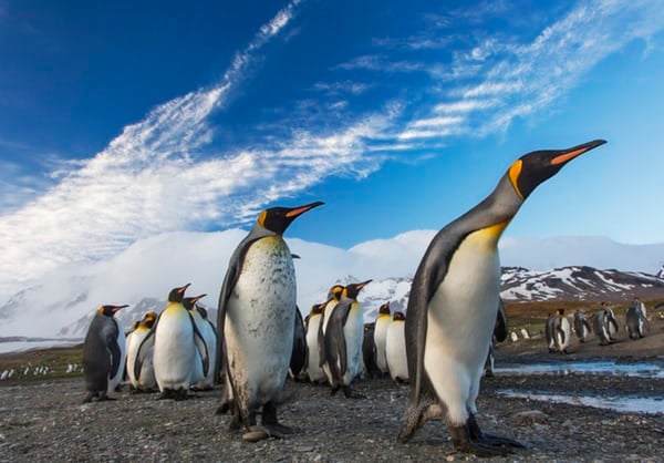 Marching Penguins